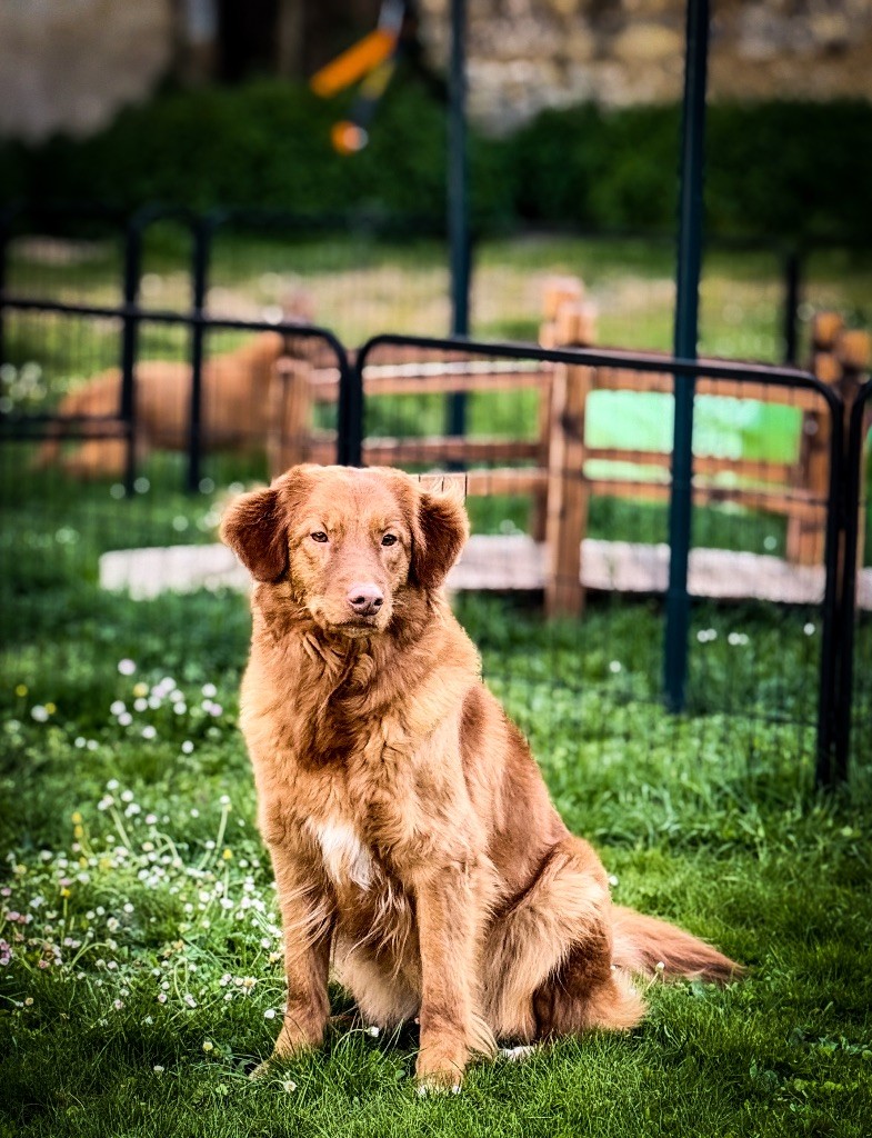 Under passion Of Red Mapple Tollers